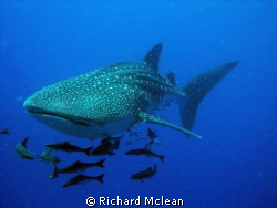 Chumpon Pinnacle, Koh Tao by Richard Mclean 